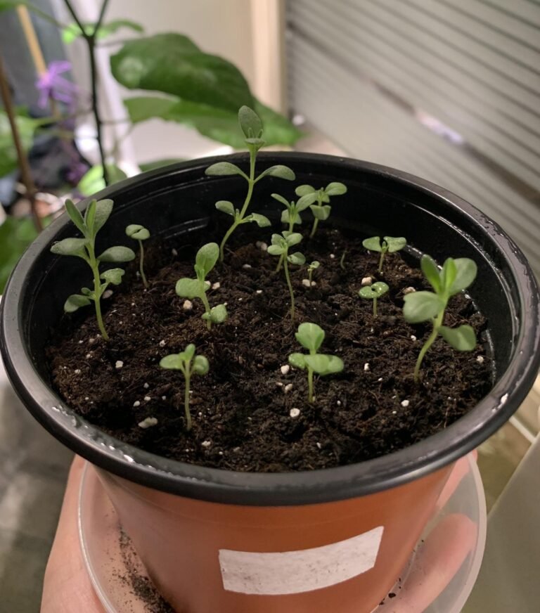 Discover How Long For Lavender To Germinate: Expert Insights