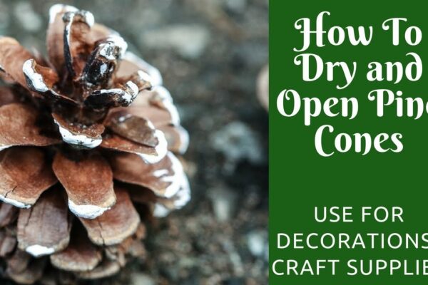 The Ultimate Guide: How To Dry Pine Cones At Home